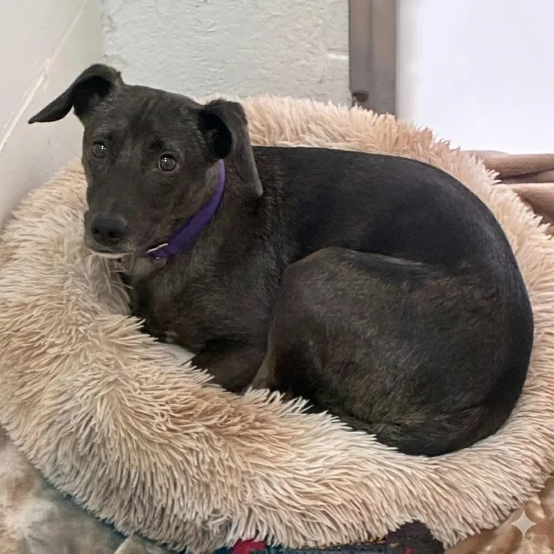 An adult small-sized male Gray / Blue / Silver Terrier dog named Trey for adoption in South Elgin, IL
