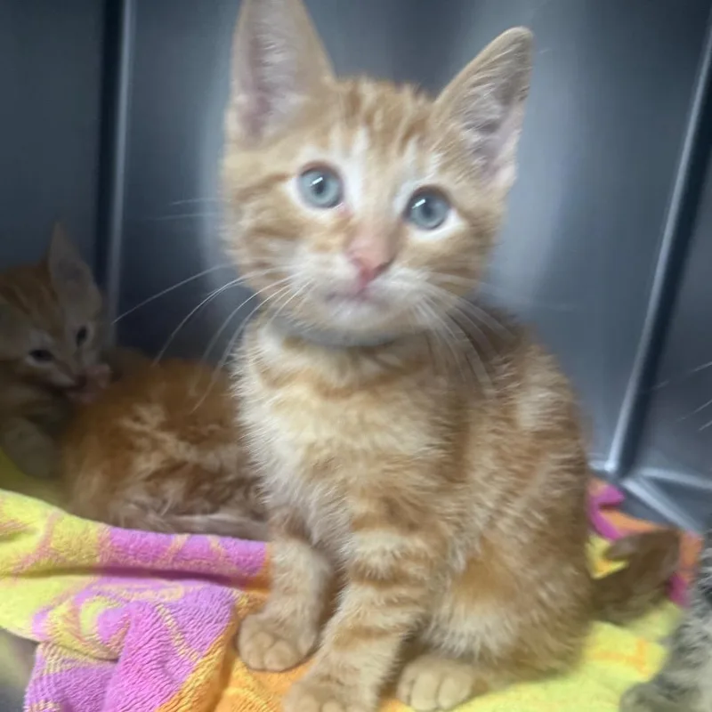 A baby small-sized male Orange / Red Domestic Short Hair cat named Joey for adoption in Normal, IL