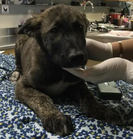 A baby small-sized male Siberian Husky dog named Salami for adoption in Riverside, CA