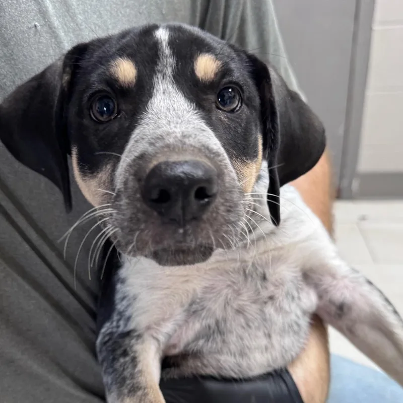 A baby small-sized female White / Cream Mixed Breed dog named Lilly for adoption in Lufkin, TX