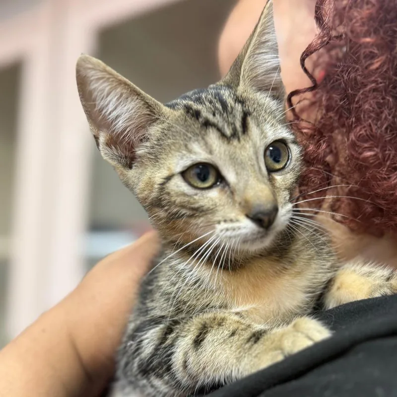 A baby small-sized male Brown / Chocolate Domestic Short Hair cat named Furby for adoption in Lauderhill, FL
