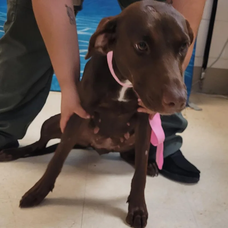 An adult medium-sized female Brown / Chocolate Mixed Breed dog named Espresso for adoption in Lake Panasoffkee, FL