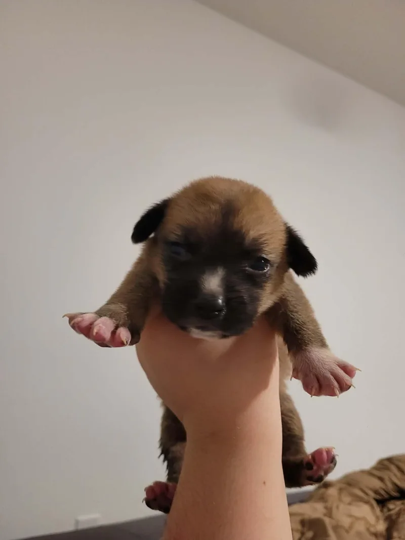 A baby medium-sized female Yellow / Tan / Blond / Fawn Shepherd dog named Tiger Lily for adoption in Seguin, TX