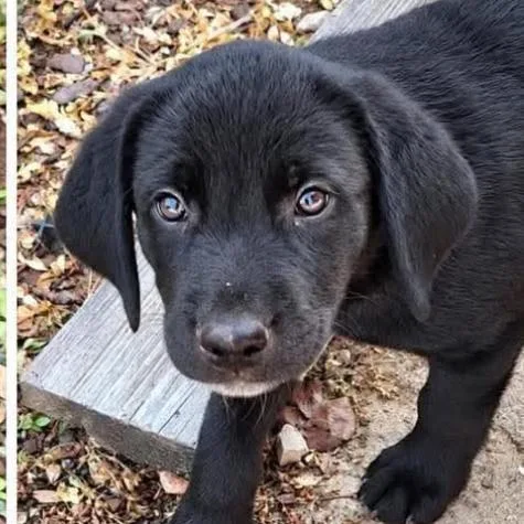 A baby small-sized male Mixed Breed dog named Dash for adoption in Rockville, MD