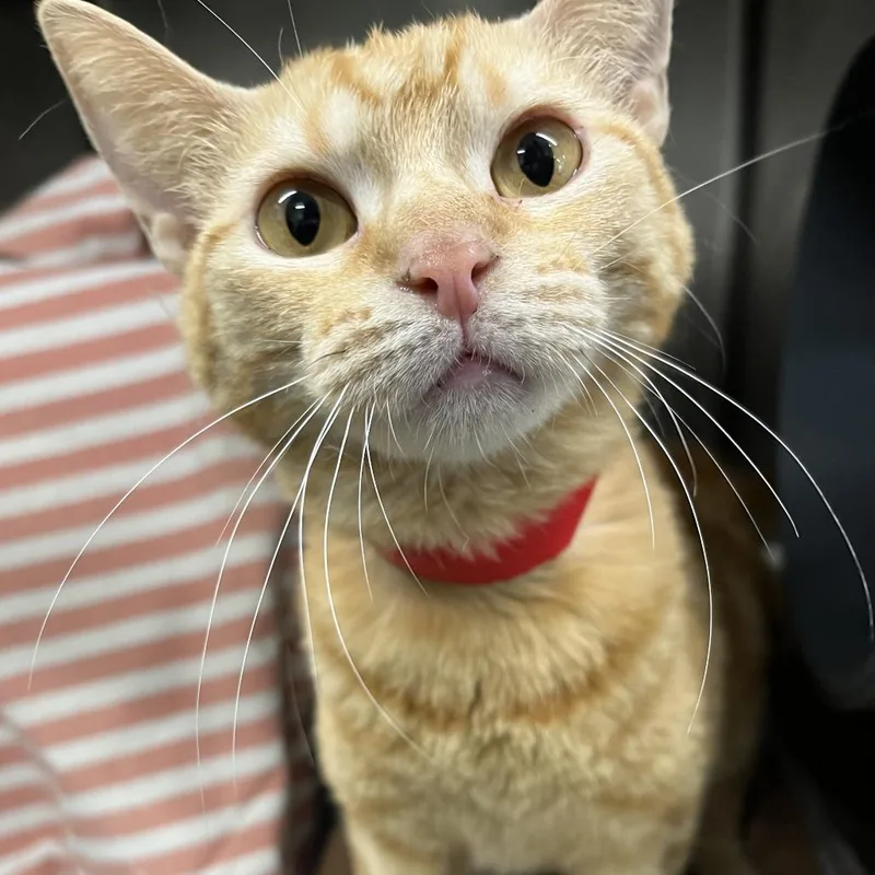 Max