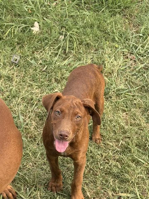 A young large-sized male Mixed Breed dog named Stickly for adoption in Dallas, TX