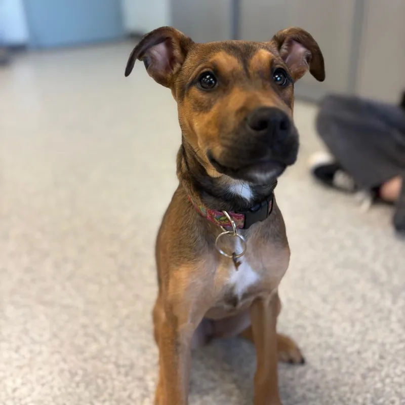 A baby small-sized female Brown / Chocolate Mixed Breed dog named Gamora for adoption in East Hanover, NJ