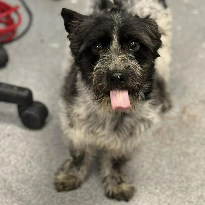 An adult small-sized male Black Terrier dog named Lord Scruffington Iii for adoption in Martinsville, VA