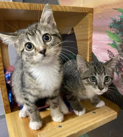 A baby small-sized male Domestic Short Hair cat named Pickles & Penny for adoption in Clinton Township, MI