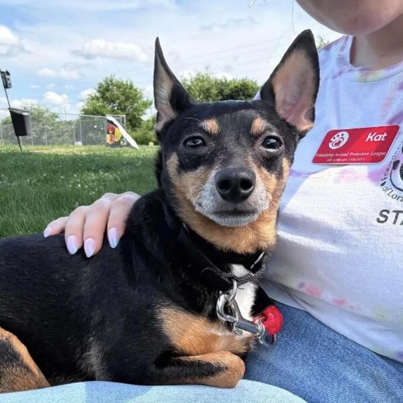 A senior small-sized male Miniature Pinscher dog named Theo for adoption in Elyria, OH