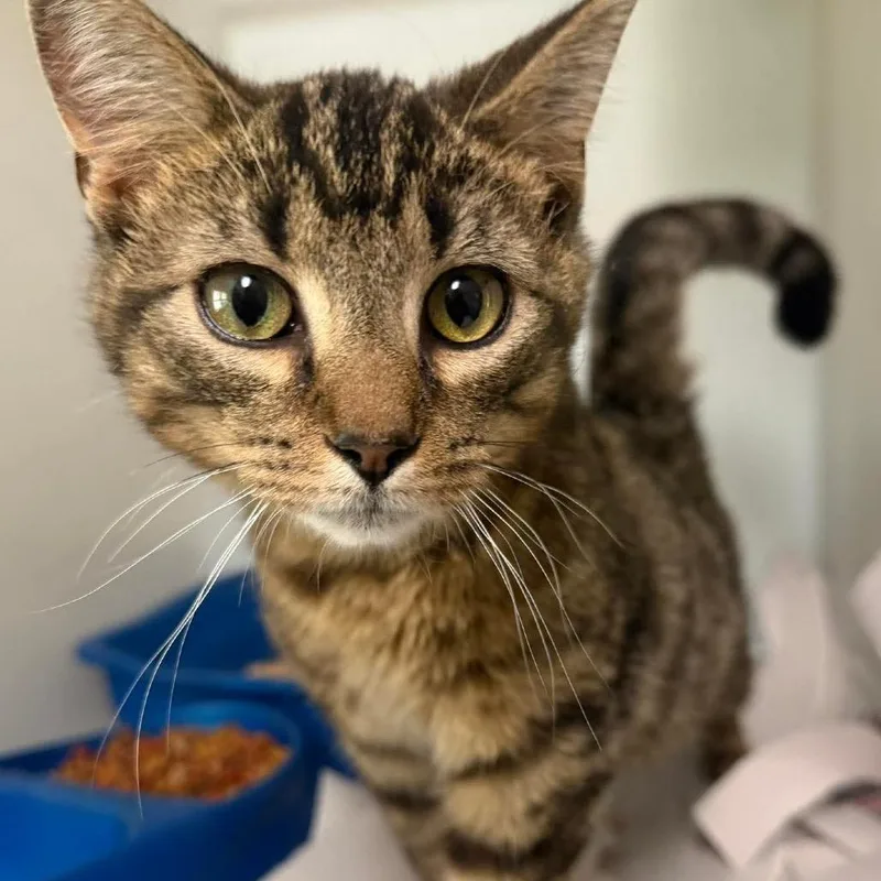 An adult small-sized male Brown / Chocolate Domestic Short Hair cat named Taquito for adoption in Washington, DC