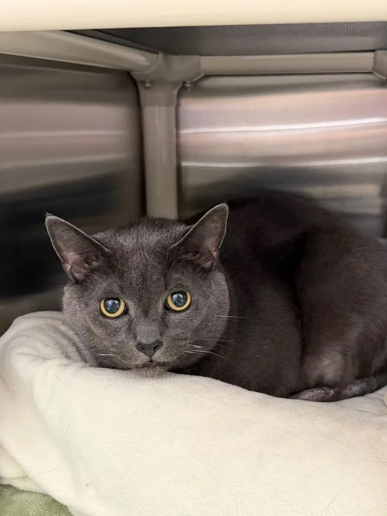 A young medium-sized male Domestic Short Hair cat named Honeysuckle for adoption in Pomona, NY
