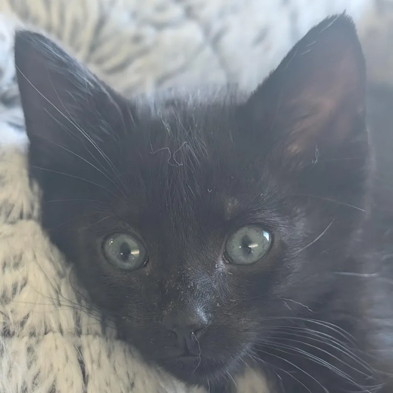 A baby small-sized male Domestic Short Hair cat named Pizza for adoption in Portage, MI