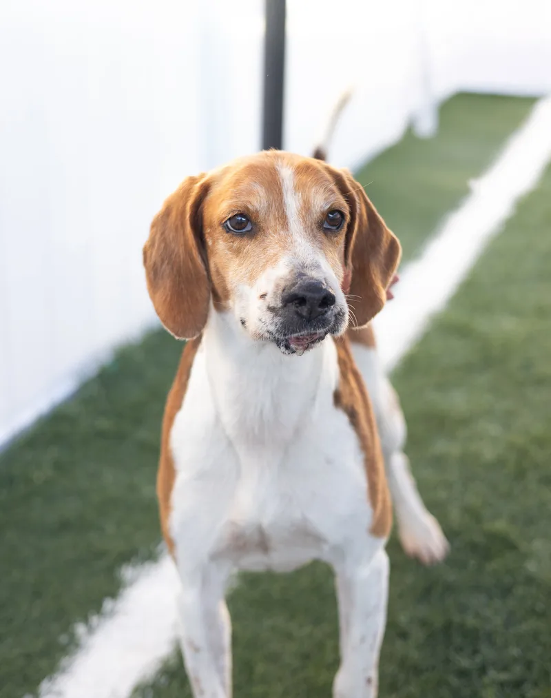 An adult medium-sized male Bicolor Hound dog named Ryder for adoption in Jacksonville, NC