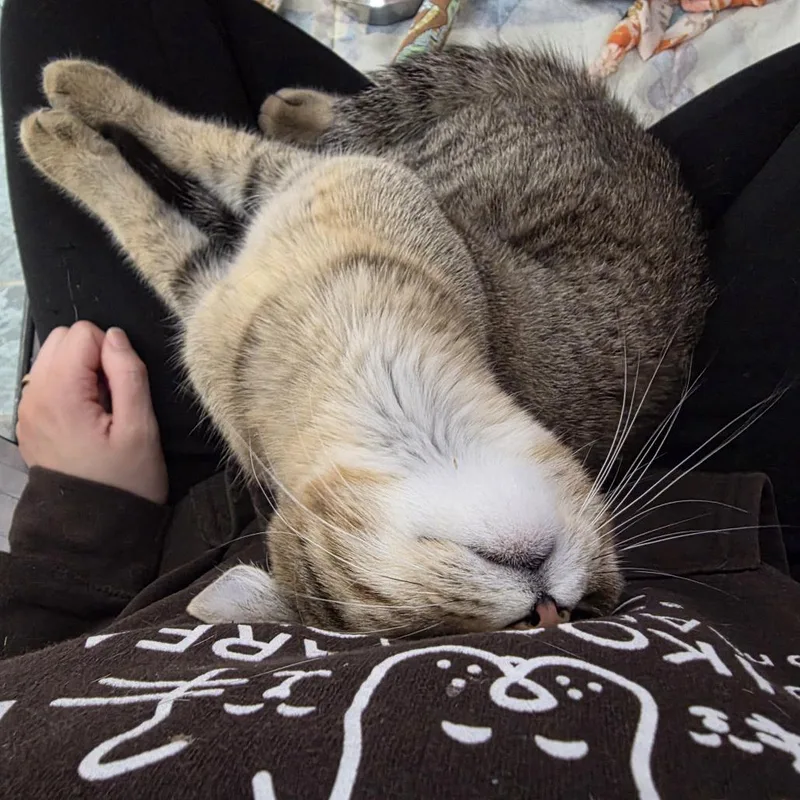 A young medium-sized female Domestic Short Hair cat named Gracie for adoption in Oshkosh, WI