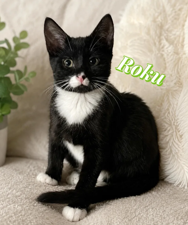 A baby medium-sized male Black & White / Tuxedo Domestic Short Hair cat named Roku for adoption in Saginaw, MI