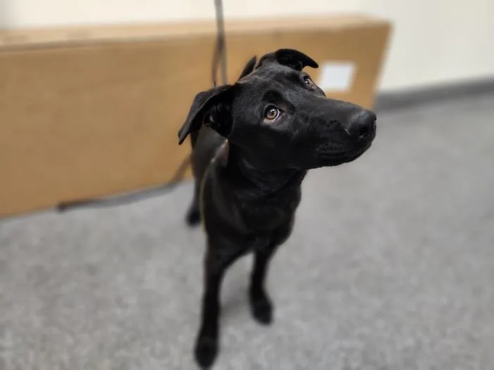 A young medium-sized female Labrador Retriever dog named Harlow Carnum for adoption in Los Angeles, CA