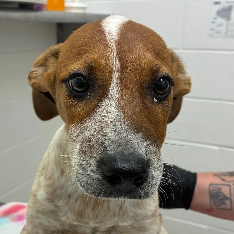 A baby small-sized female White / Cream Cattle Dog dog named Dolly for adoption in Corpus Christi, TX