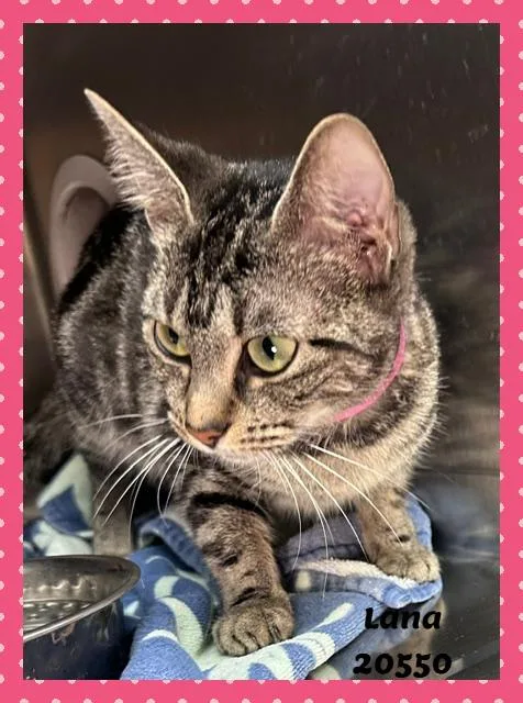 An adult small-sized female Tabby (Buff / Tan / Fawn) Domestic Short Hair cat named LANA see also MIDNIGHT for adoption in Marietta, GA
