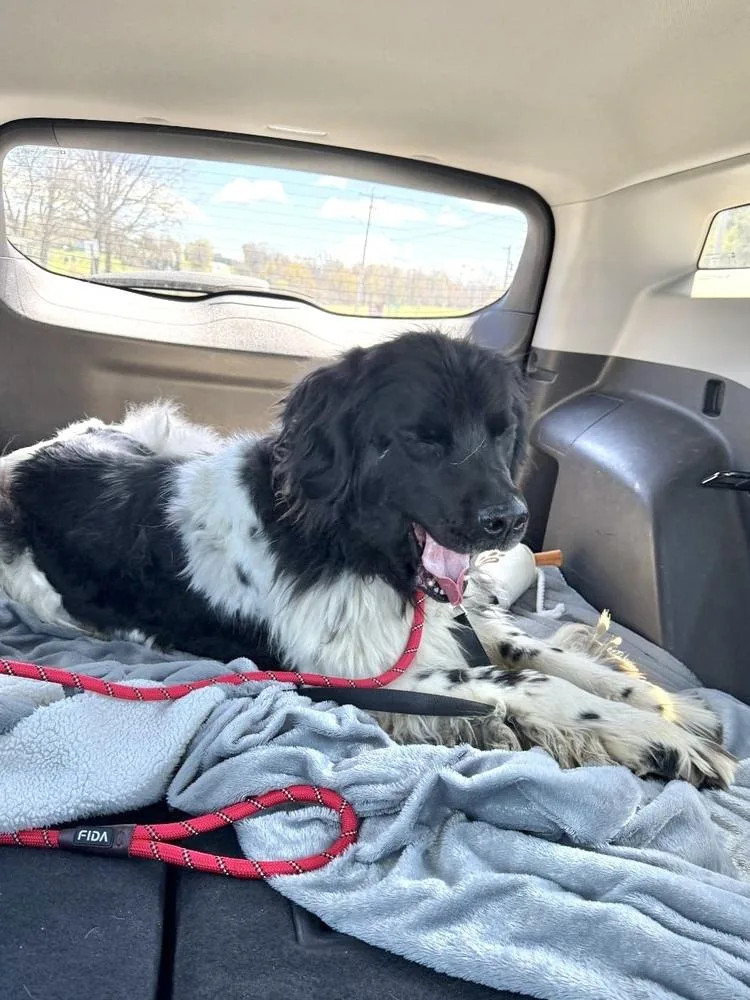 An adult large-sized female Tricolor (Brown, Black, & White) Newfoundland Dog dog named Faith for adoption in Gales Ferry, CT
