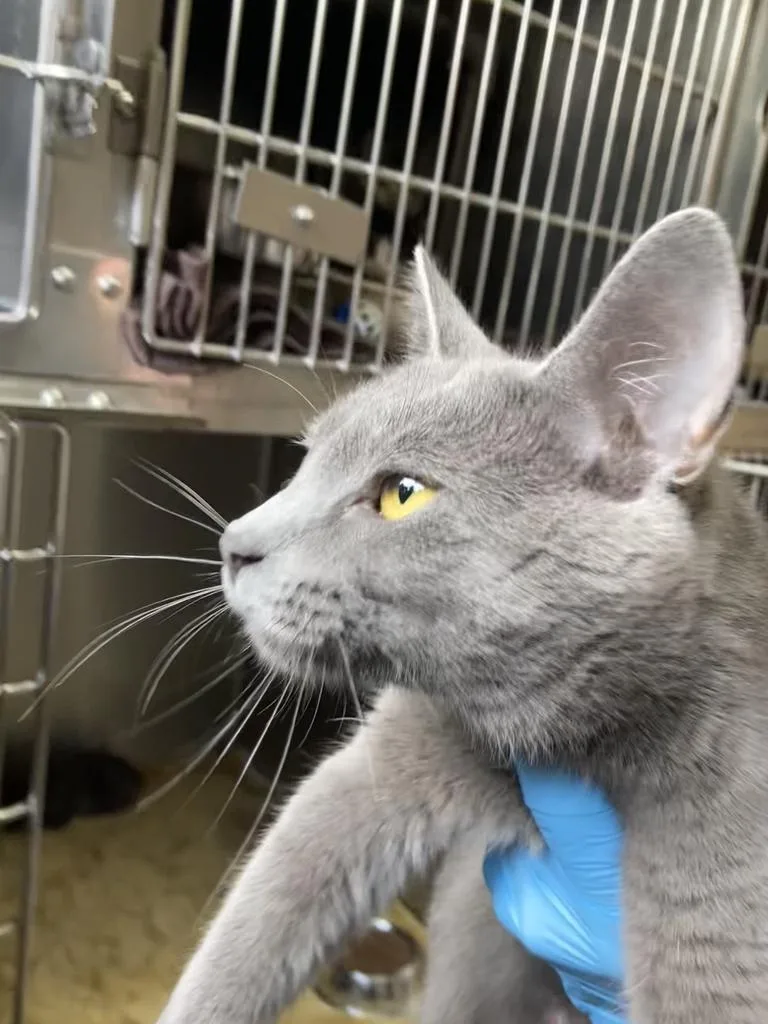 A young medium-sized female Domestic Short Hair cat named Blue for adoption in Burnsville, NC