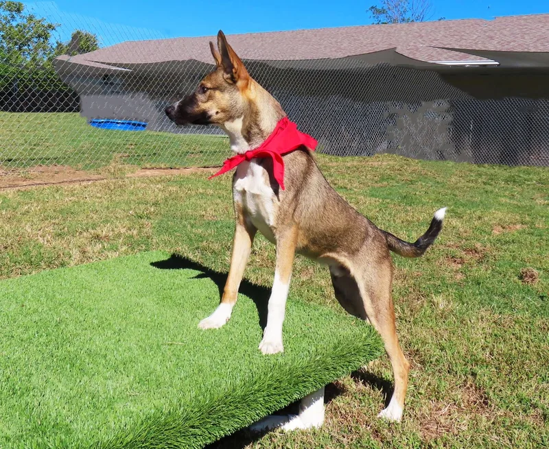 A baby medium-sized male Belgian Shepherd / Malinois dog named Astro C for adoption in Rogers, AR