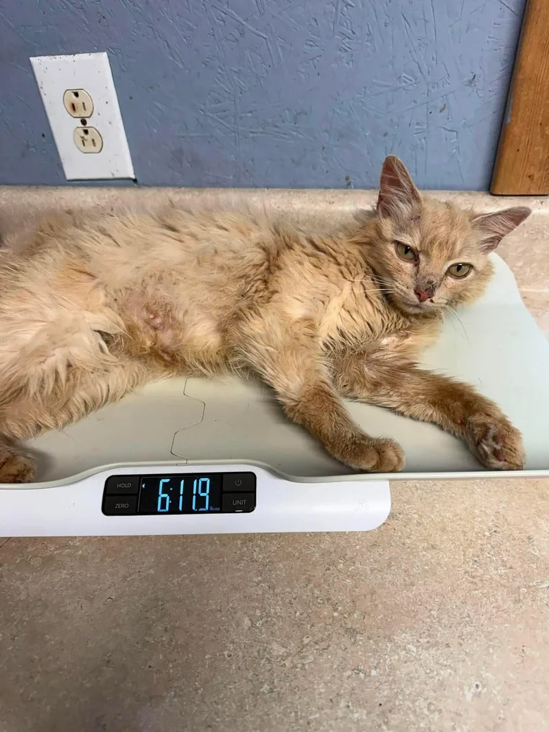 An adult medium-sized female Buff / Tan / Fawn Domestic Medium Hair cat named Saint for adoption in Talbott, TN