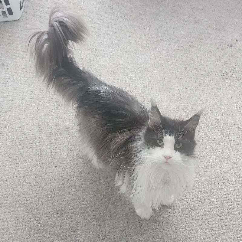 An adult large-sized male White Maine Coon cat named Smokey for adoption in Reno, NV