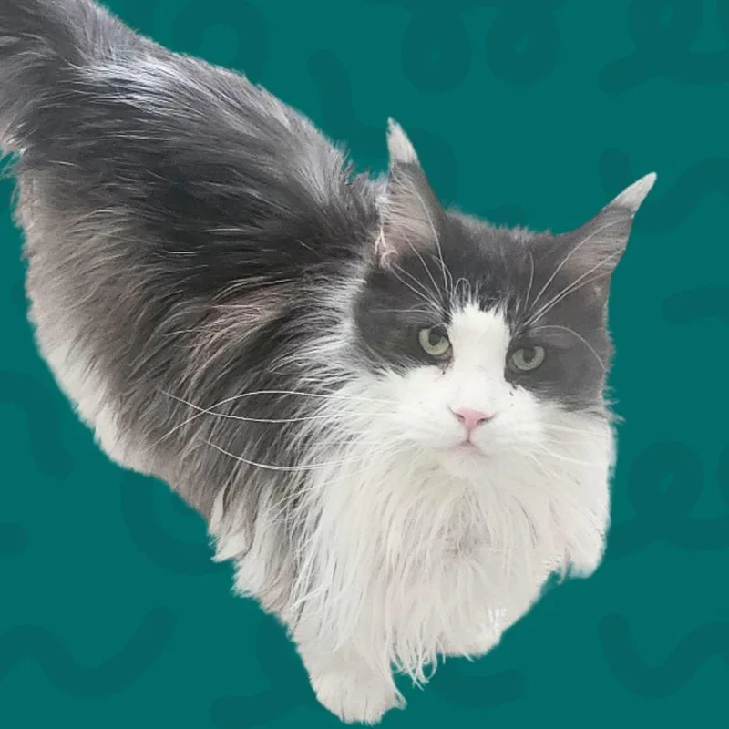 Smokey thumbnail 2
