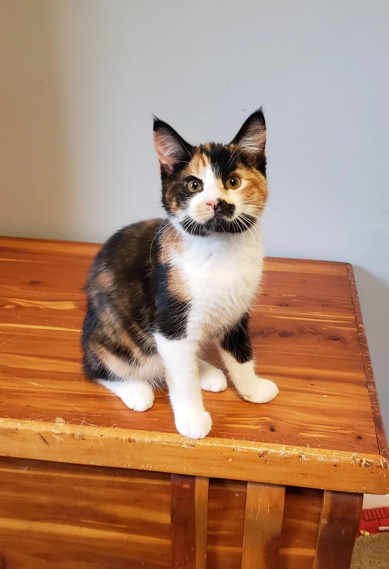 A baby medium-sized female Domestic Short Hair cat named Harpsicle for adoption in Cincinnati, OH