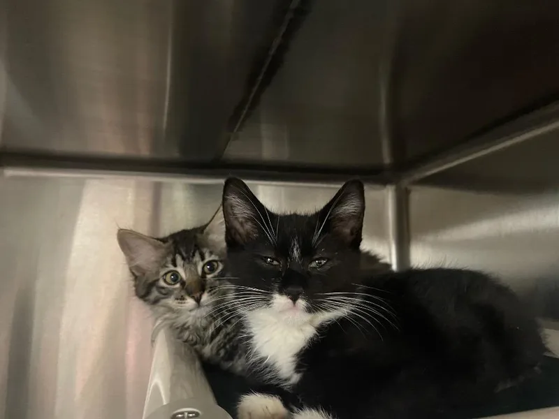 A baby medium-sized male Domestic Medium Hair cat named Taz for adoption in Chico, CA