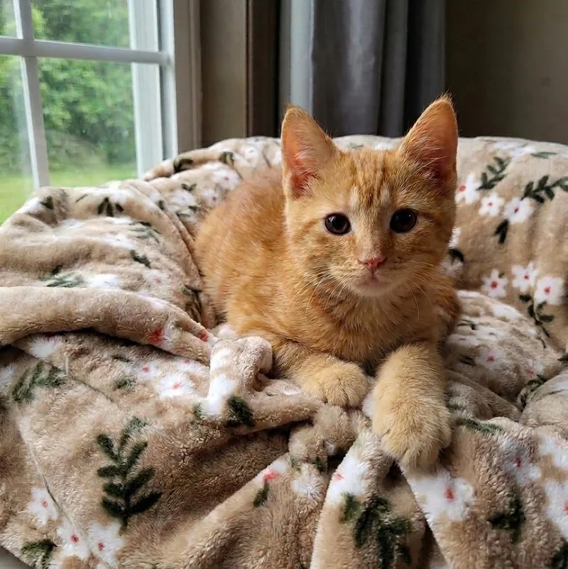 A baby medium-sized male Tabby (Orange / Red) Domestic Short Hair cat named Jinx for adoption in Whitestown, IN