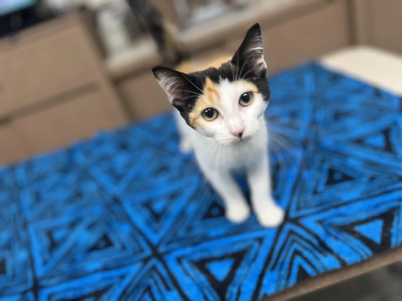 A baby small-sized female Calico Domestic Short Hair cat named Mimosa for adoption in Media, PA