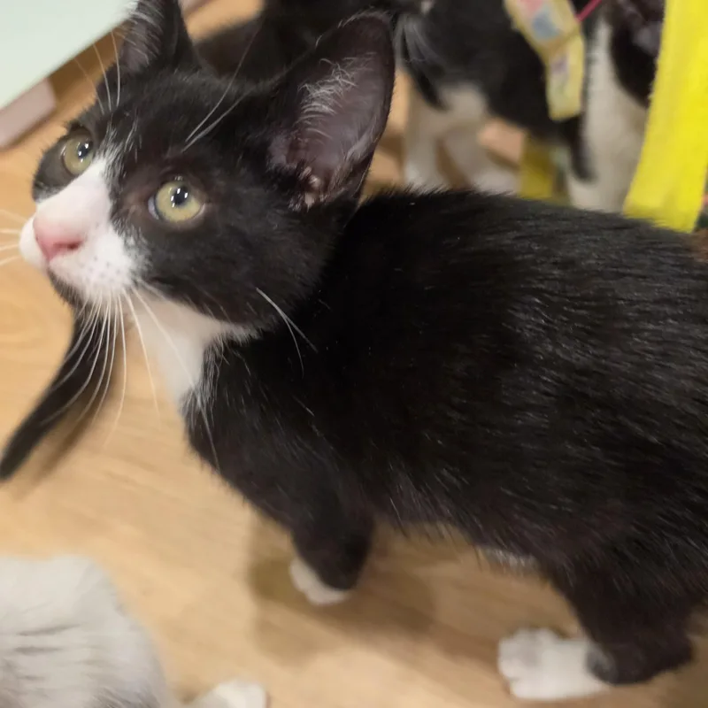 A baby small-sized female Black & White / Tuxedo Tuxedo cat named Katrina for adoption in Lawrenceville, GA