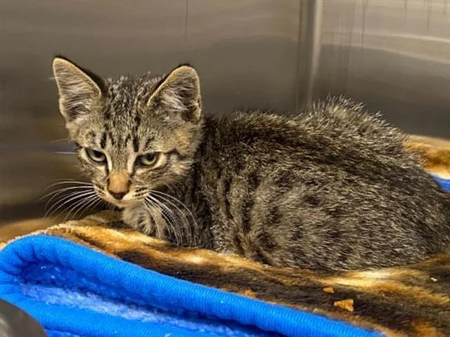 A baby small-sized male Domestic Short Hair cat named Sabertooth for adoption in Tustin, CA