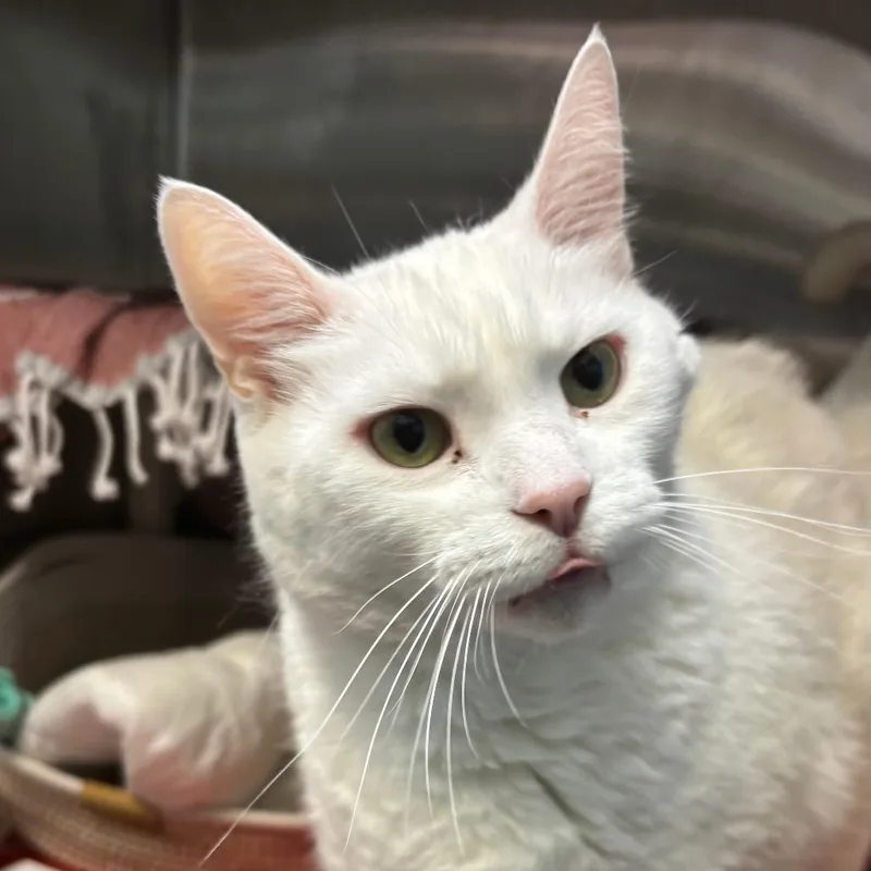 A senior extra large-sized male White Domestic Short Hair cat named Lincoln for adoption in Philadelphia, PA