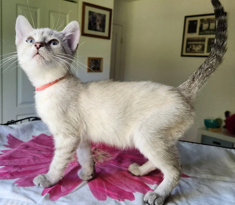 A baby medium-sized female Siamese cat named Snickerdoodle for adoption in Royal Palm Beach, FL