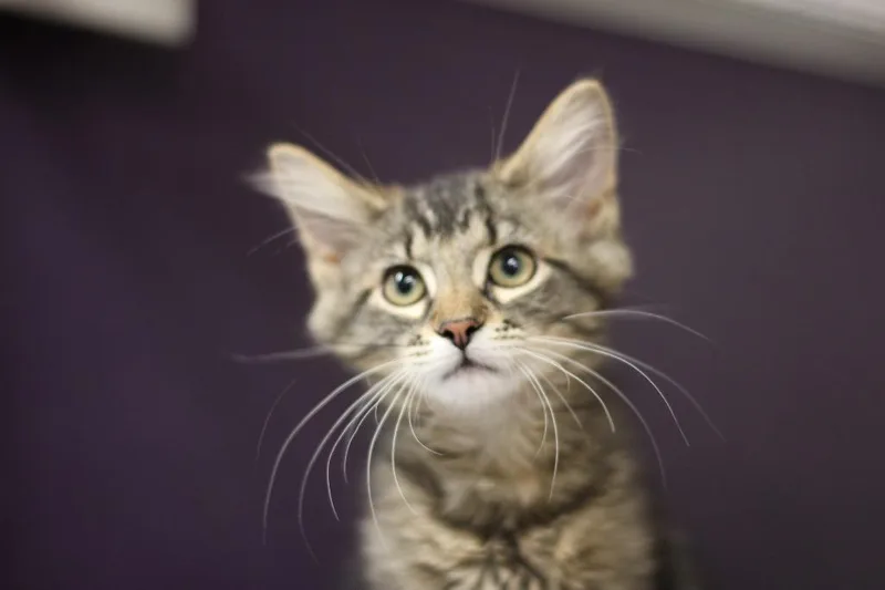 A baby medium-sized female Domestic Long Hair cat named Toma And Timo for adoption in Rockford, IL