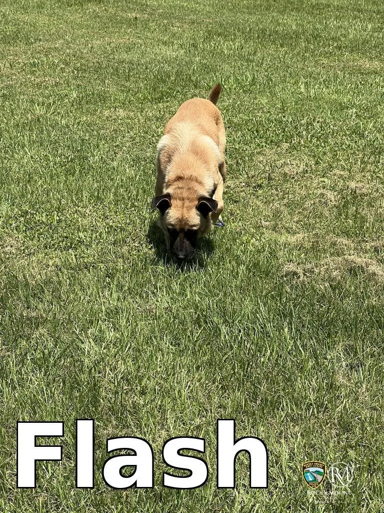 An adult medium-sized male German Shepherd Dog dog named Flash for adoption in Rocky Mount, NC