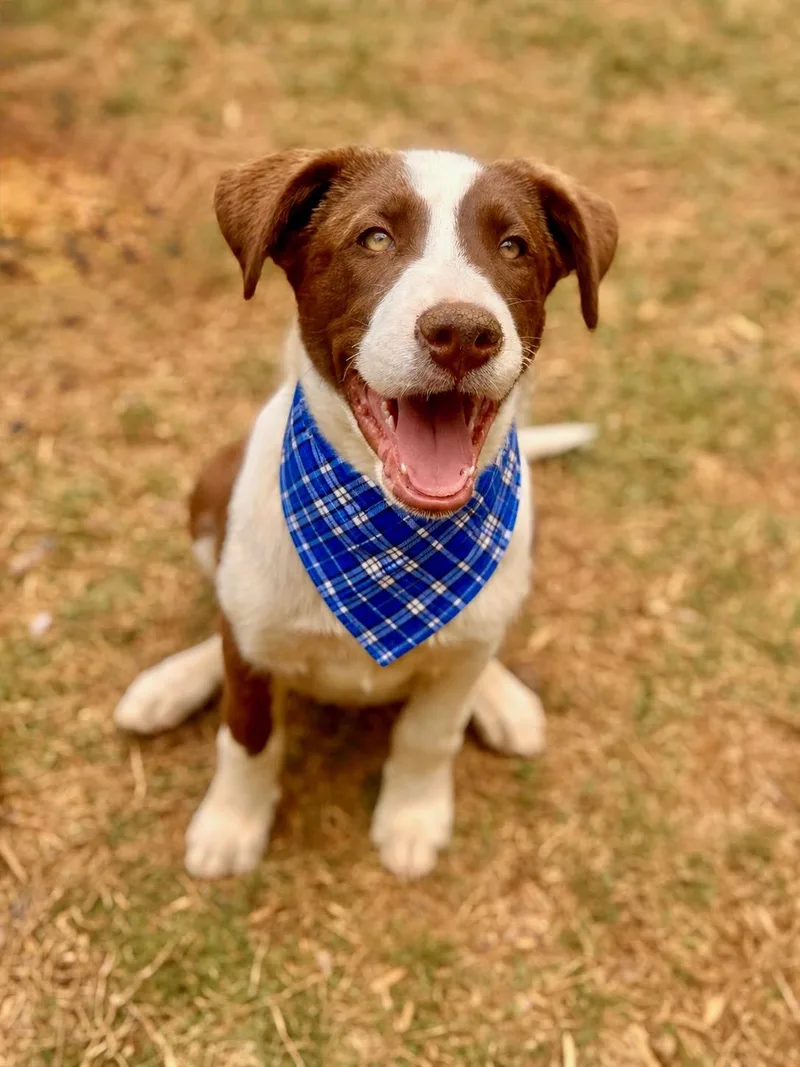 Kona