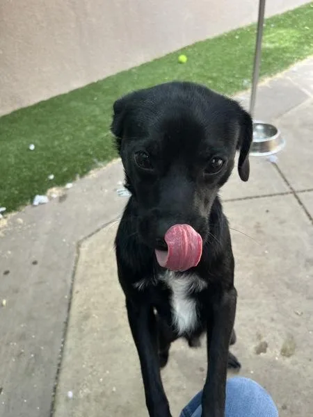 A young medium-sized male Puggle dog named Randall for adoption in San Diego, CA