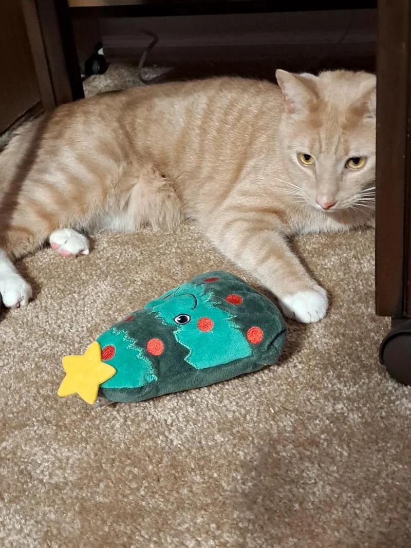 Clemson Sun.  Bonded thumbnail 2