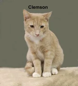 Clemson Sun.  Bonded thumbnail 3
