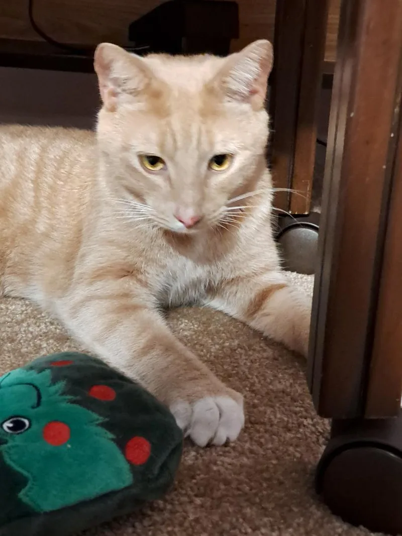 Clemson Sun.  Bonded thumbnail 4