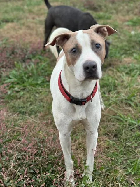 An adult large-sized male White / Cream American Staffordshire Terrier dog named Tank for adoption in CUMMING, GA
