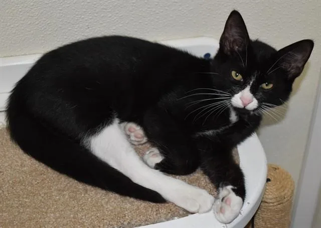 A baby small-sized male Domestic Short Hair cat named Sutter for adoption in Sarasota, FL