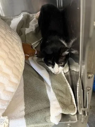 An adult medium-sized male Domestic Short Hair cat named Tank for adoption in Independence, MO