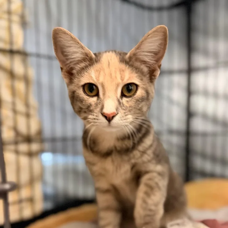A young small-sized female Calico Domestic Short Hair cat named Muscovy for adoption in Chippewa Falls, WI