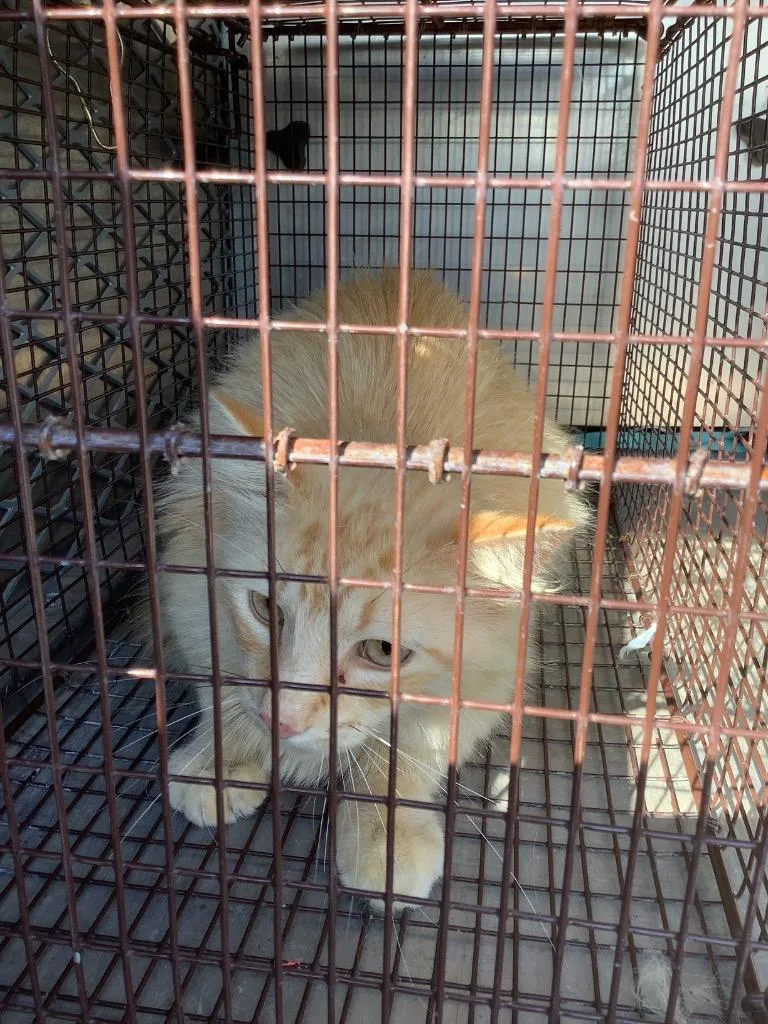 A young small-sized male Domestic Short Hair cat named Flip for adoption in New Braunfels, TX