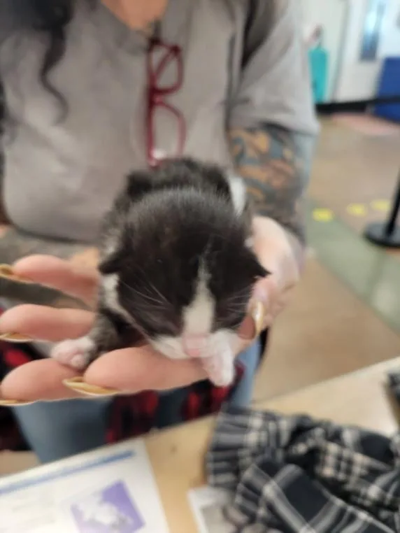 A baby small-sized female Domestic Short Hair cat named Hope for adoption in Van Nuys, CA